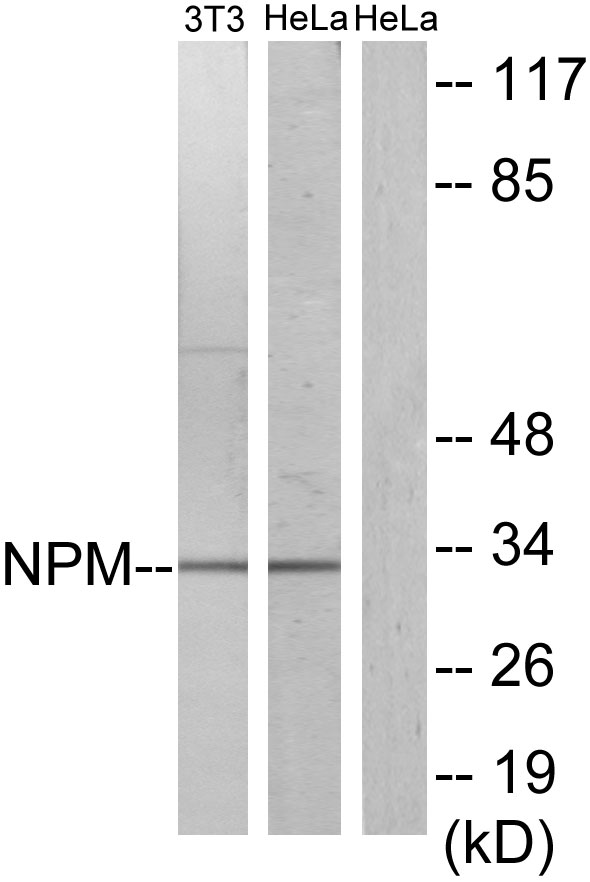 Anti-NPM Antibody