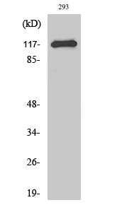 Anti-CBL Antibody Anti-CBL Antibody