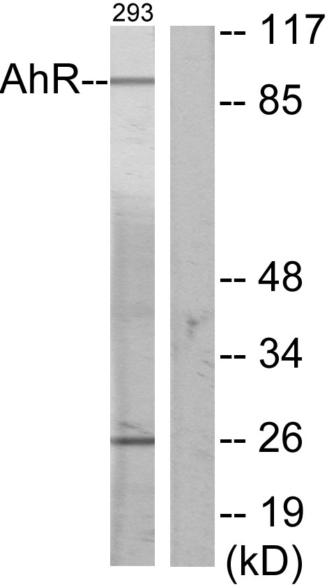 Anti-AhR Antibody