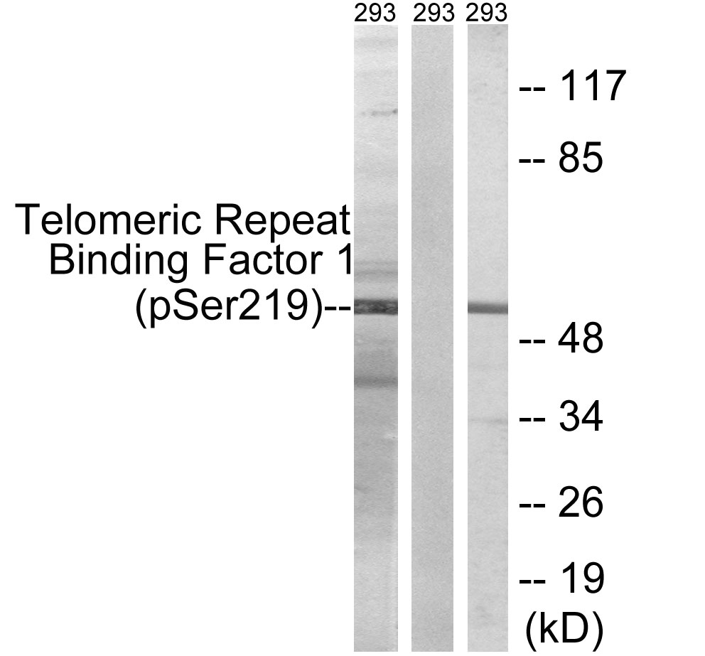 Anti-Telomeric Repeat Binding Factor 1 (phospho Ser219) Antibody