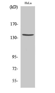 Anti-SPTA2 (cleaved Asp1185) Antibody Anti-SPTA2 (cleaved Asp1185) Antibody