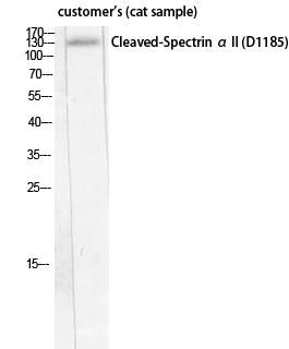 Anti-SPTA2 (cleaved Asp1185) Antibody Anti-SPTA2 (cleaved Asp1185) Antibody