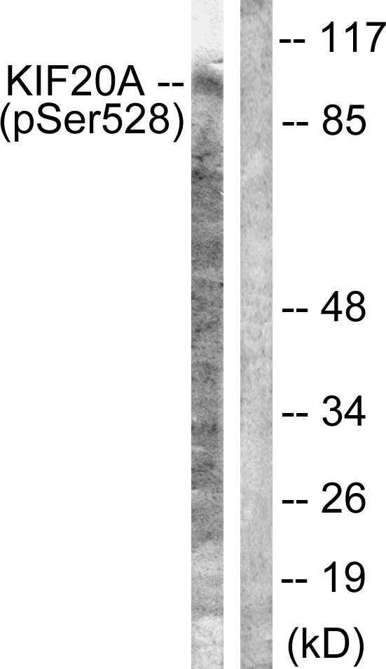 Anti-KIF20A (phospho Ser528) Antibody