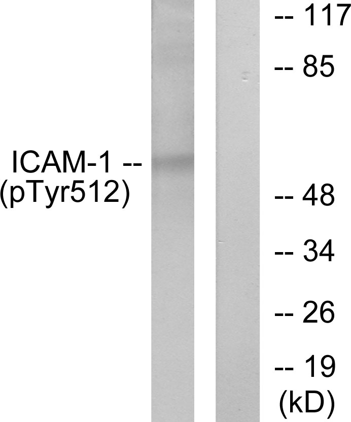 Anti-ICAM-1 (phospho Tyr512) Antibody