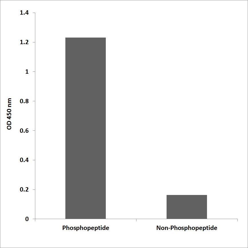 Anti-BRCA1 (phospho Ser1457) Antibody