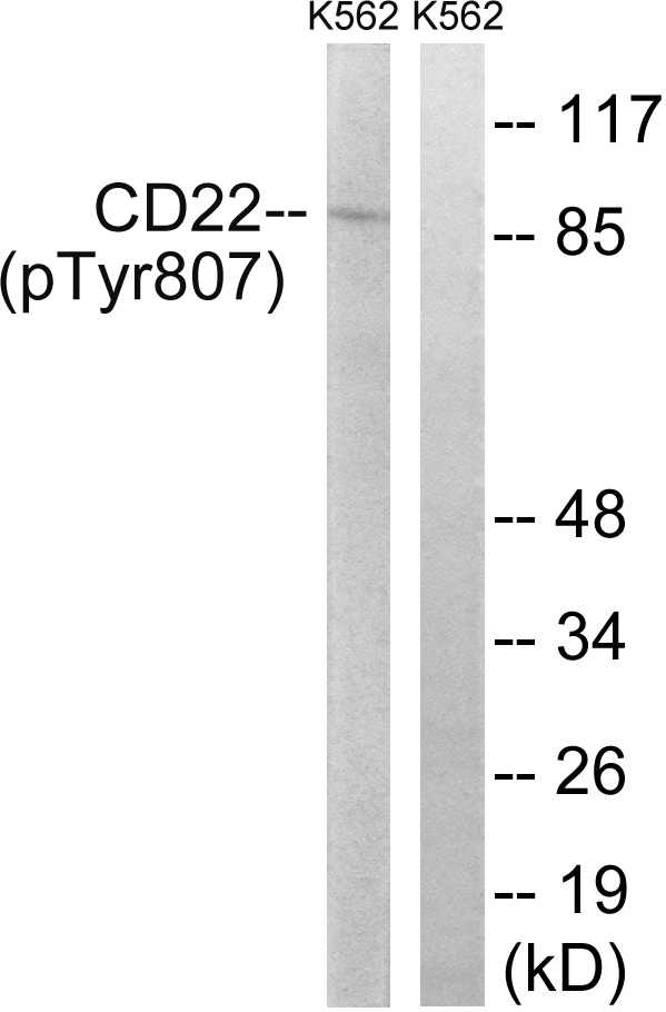 Anti-BL-CAM (phospho Tyr807) Antibody