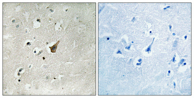 Anti-MUC1 (phospho Ser1227) Antibody