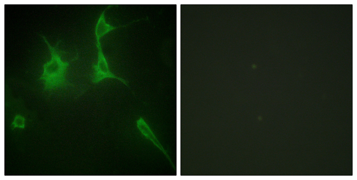 Anti-Collagen IX alpha3 Antibody - Identical to Abcam (ab196591)