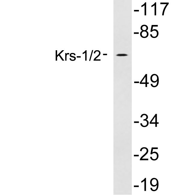 Anti-Krs1 + Krs2 Antibody