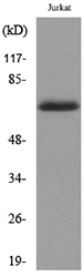 Anti-Keratin-pan Antibody