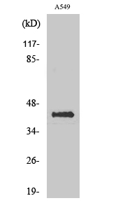 Anti-Flotillin-2 Antibody Anti-Flotillin-2 Antibody