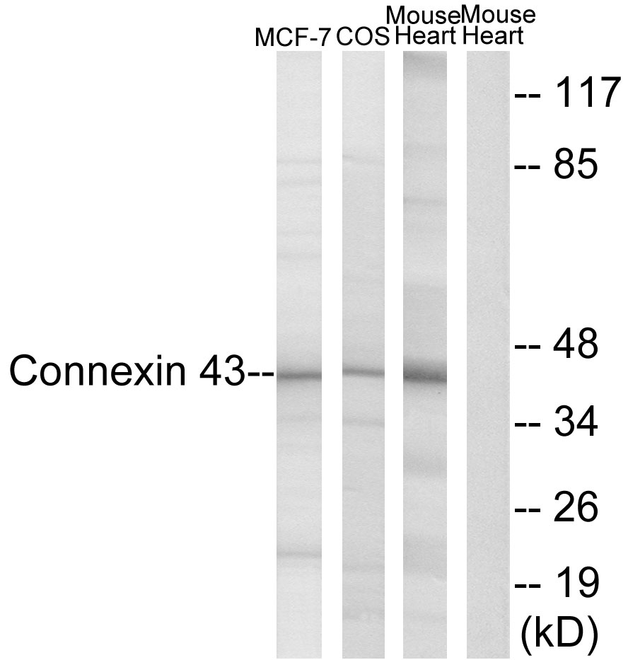 Anti-Connexin 43 Antibody