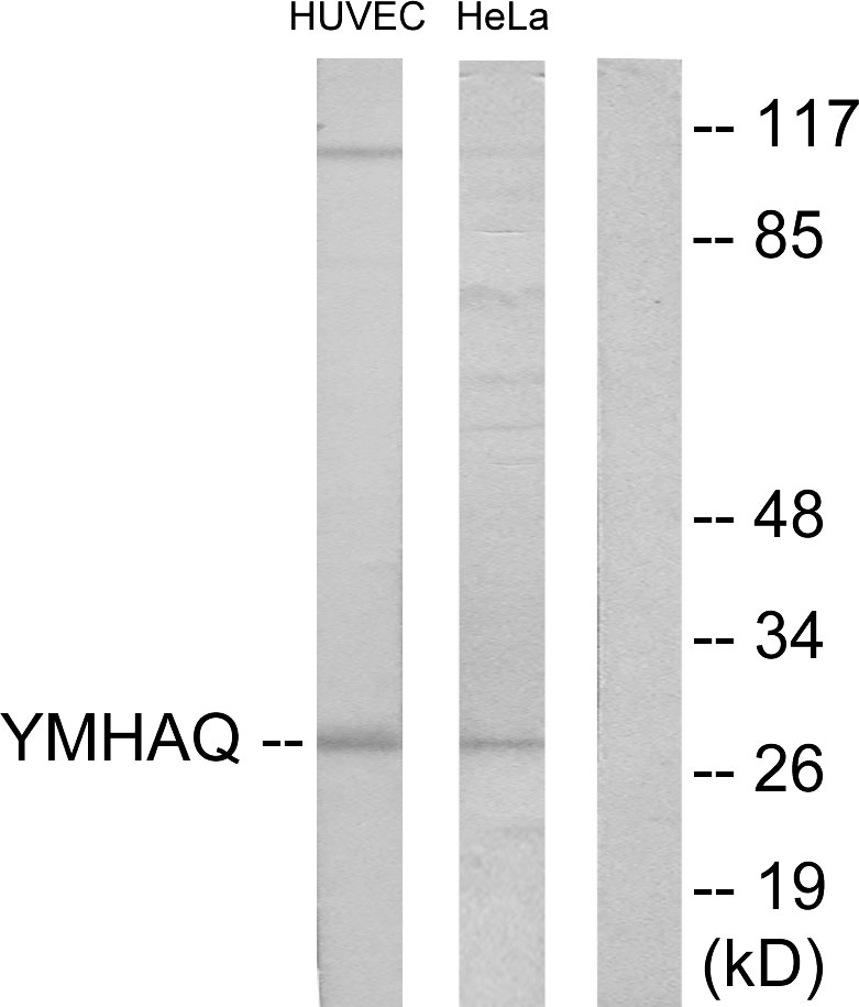 Anti-14-3-3 thet Antibody