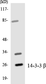 Anti-14-3-3 beta Antibody