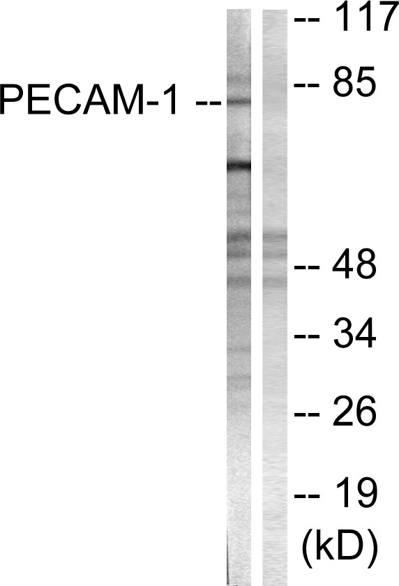 Anti-PECAM-1 Antibody