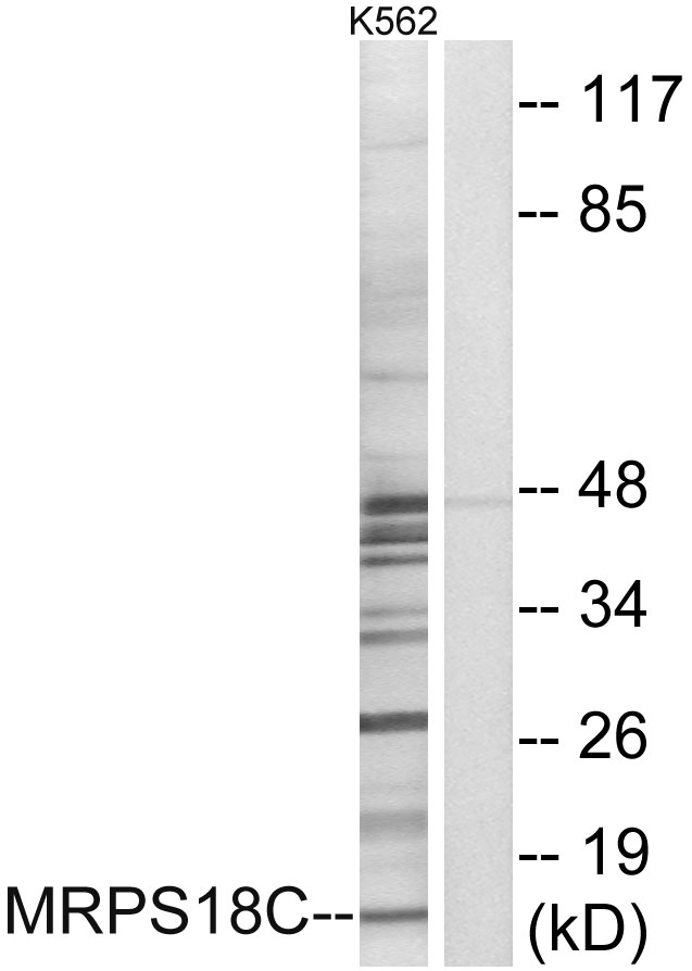 Anti-MRPS18C Antibody Anti-MRPS18C Antibody