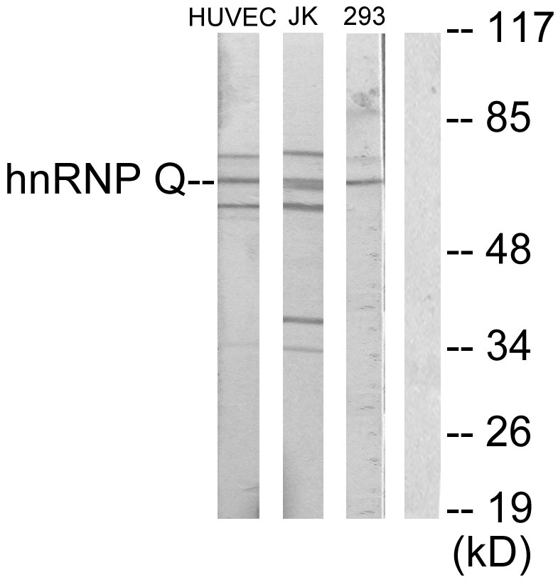 Anti-hnRNP Q Antibody - Identical to Abcam (ab189405)