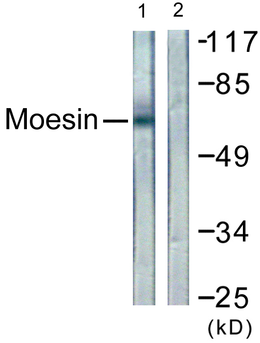 Anti-Moesin Antibody