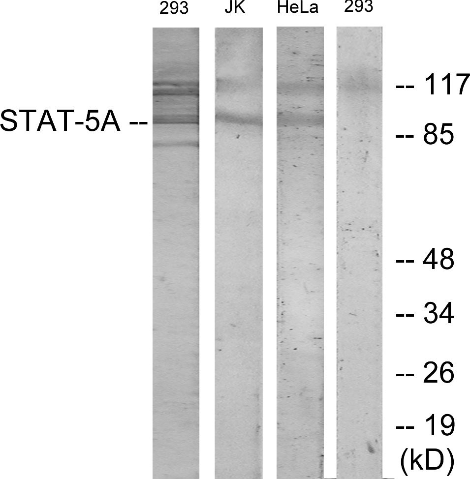 Anti-STAT5A Antibody