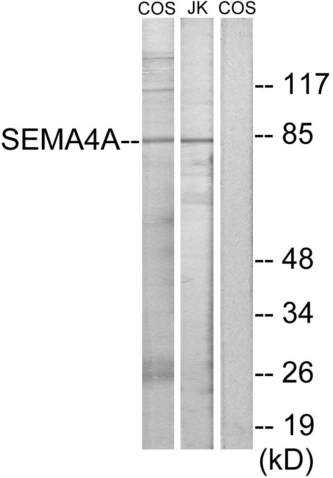 Anti-SEMA4A Antibody - Identical to Abcam (ab70178)