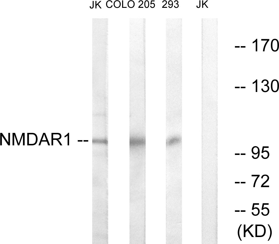 Anti-NMDAR1 Antibody