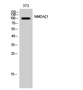 Anti-NMDAR1 Antibody Anti-NMDAR1 Antibody