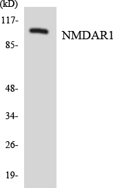Anti-NMDAR1 Antibody