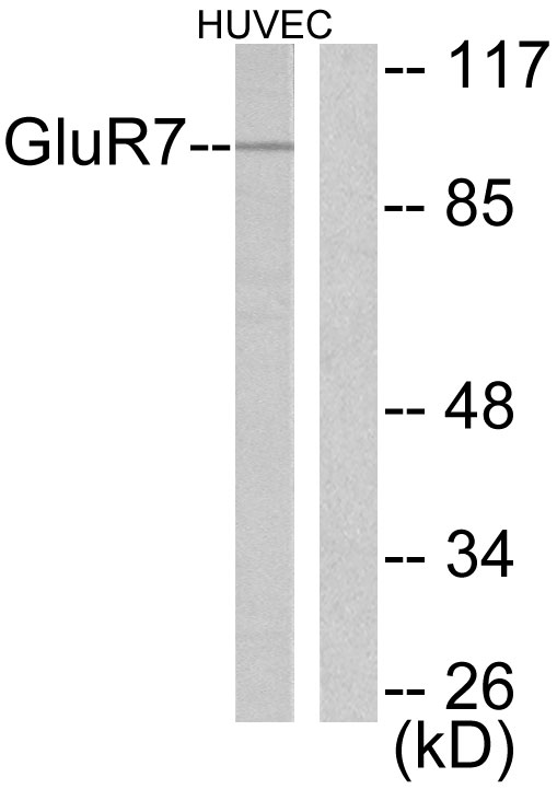 Anti-mGluR7 Antibody - Identical to Abcam (ab53705)
