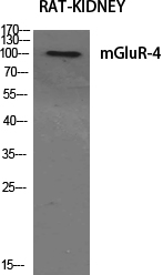 Anti-mGluR4 Antibody Anti-mGluR4 Antibody