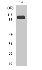 Anti-mGluR4 Antibody Anti-mGluR4 Antibody