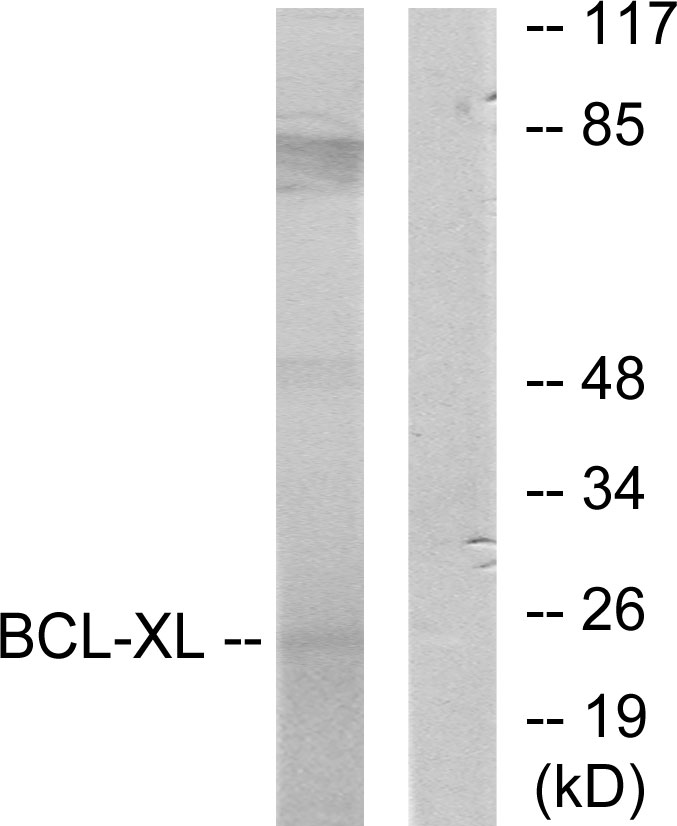 Anti-BCL-XL Antibody