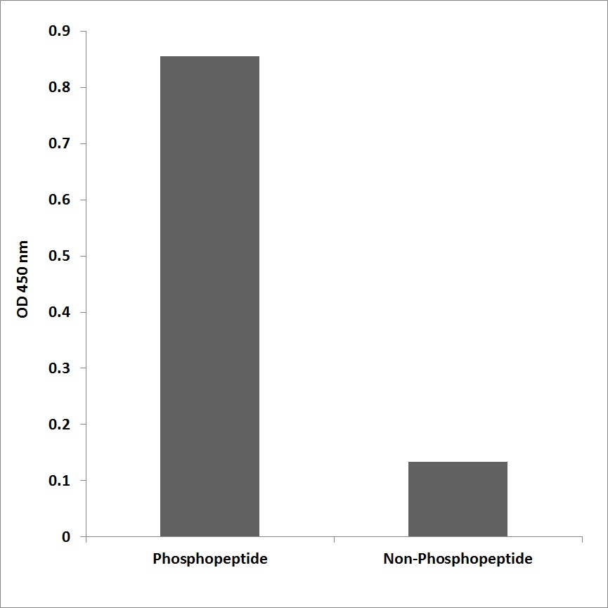 Anti-PTP1B (phospho Ser352) Antibody
