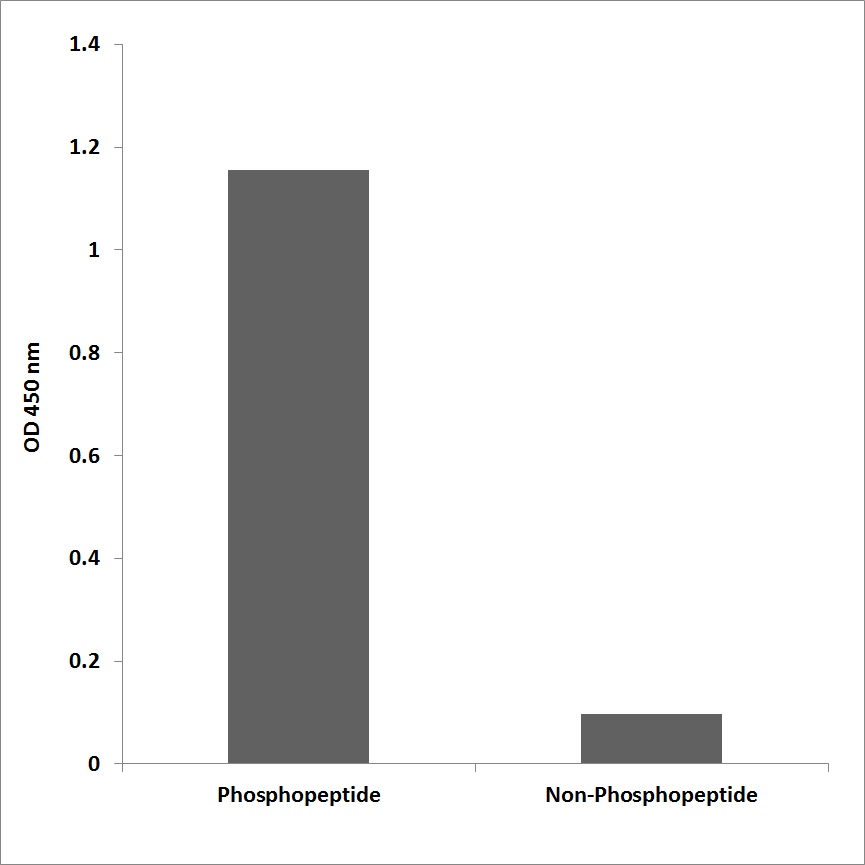 Anti-IRF-3 (phospho Ser386) Antibody