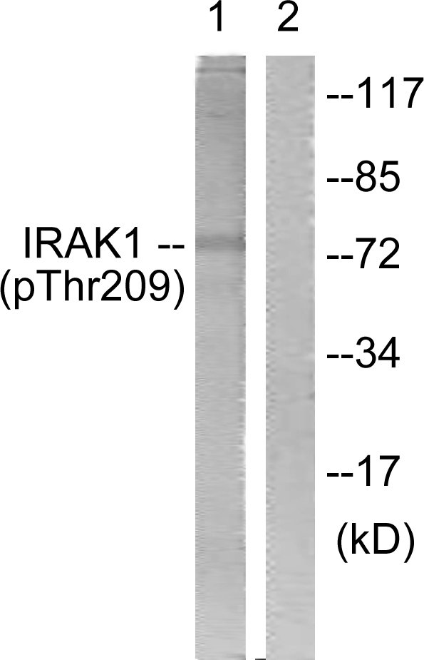 Anti-IRAK1 (phospho Thr209) Antibody