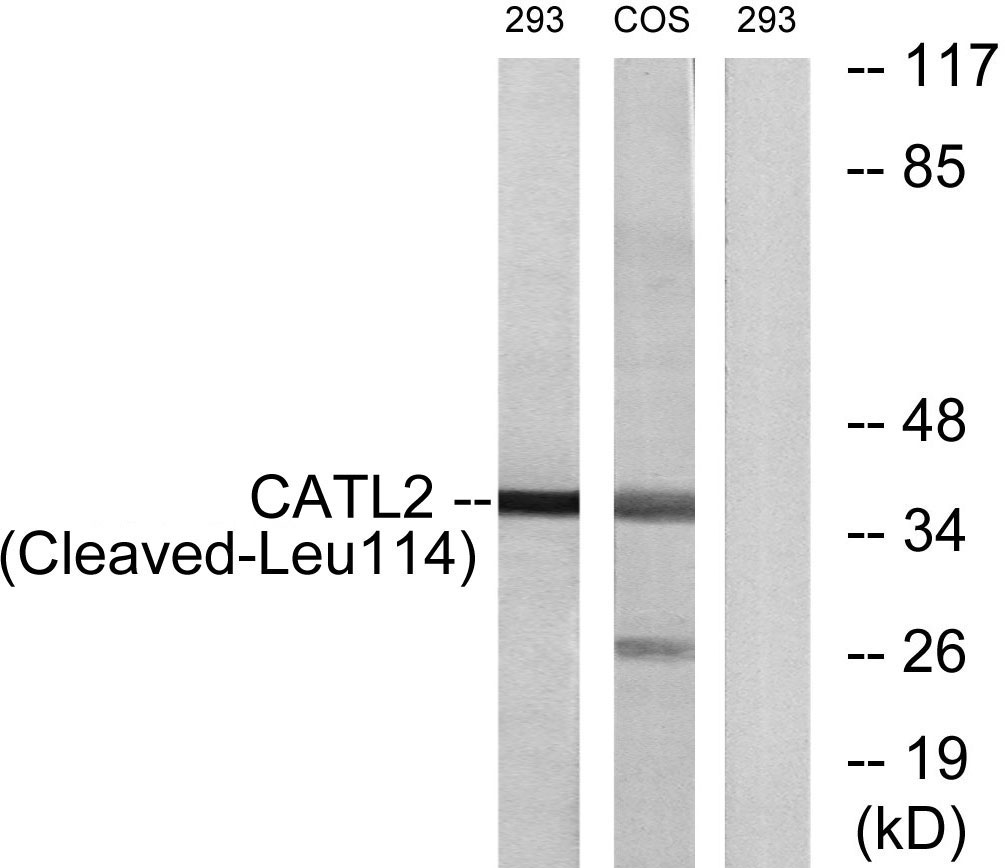 Anti-CATL2 (cleaved Leu114) Antibody