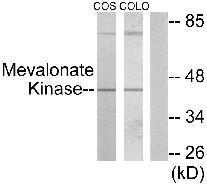 Anti-Mevalonate Kinase Antibody