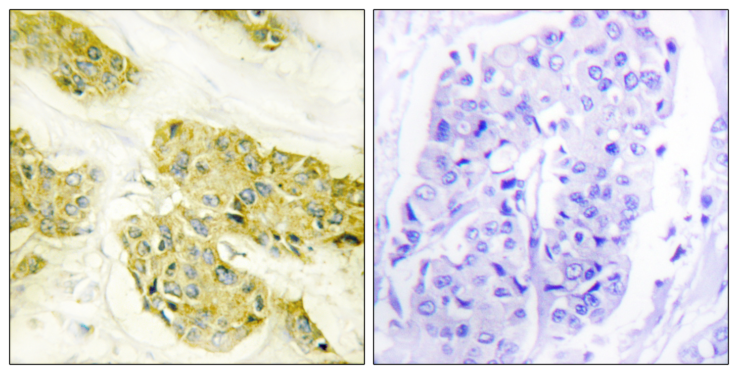 Anti-Collagen V alpha3 Antibody