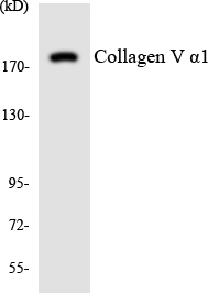 Anti-Collagen V alpha1 Antibody