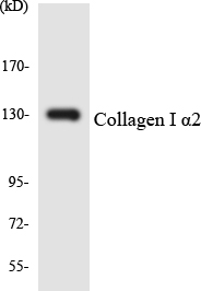 Anti-Collagen I alpha2 Antibody