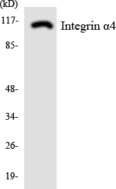 Anti-Integrin alpha4 Antibody