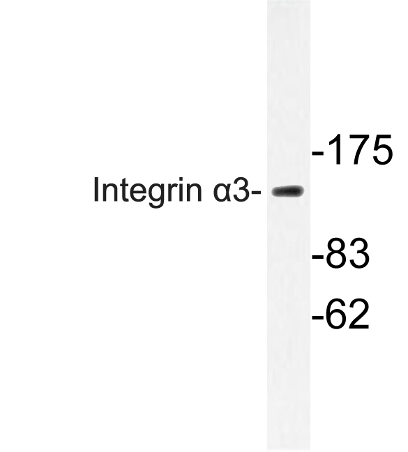 Anti-Integrin alpha3 Antibody