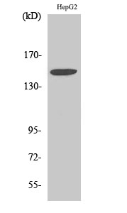 Anti-Integrin alpha3 Antibody Anti-Integrin alpha3 Antibody