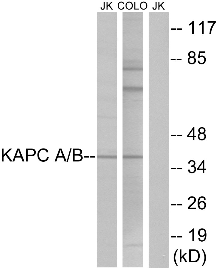 Anti-KAPC A + B Antibody