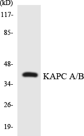 Anti-KAPC A + B Antibody