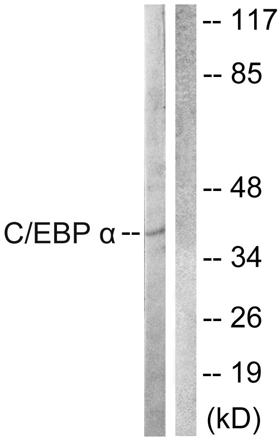 Anti-CEBP alpha Antibody