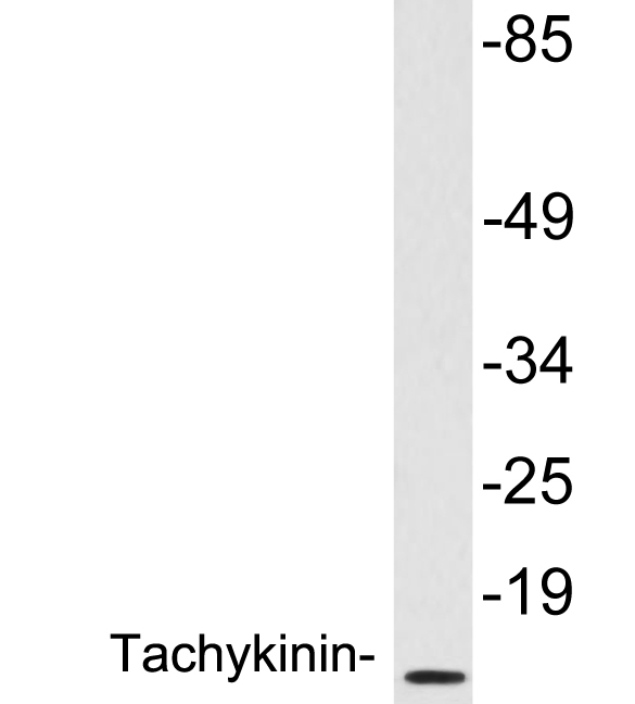 Anti-Tachykinin Antibody