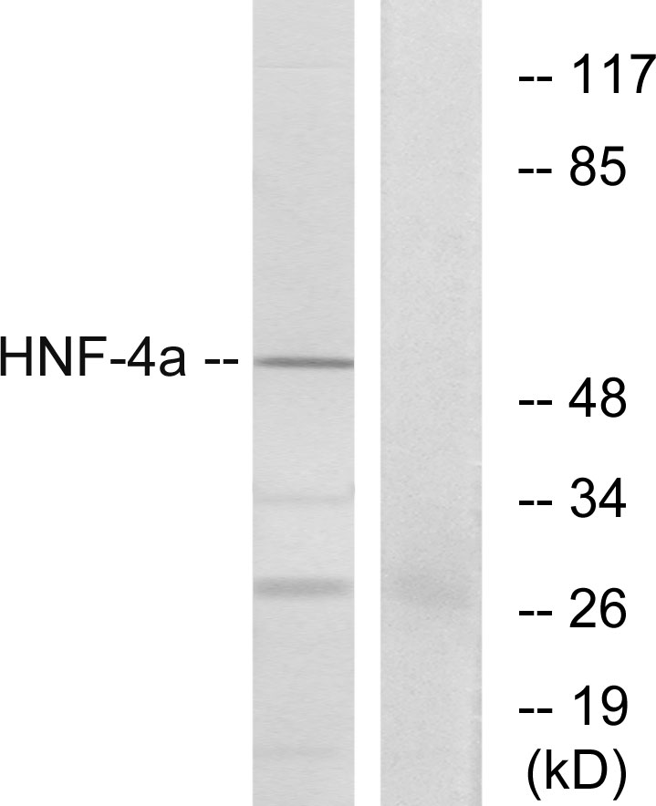 Anti-HNF4 alpha Antibody