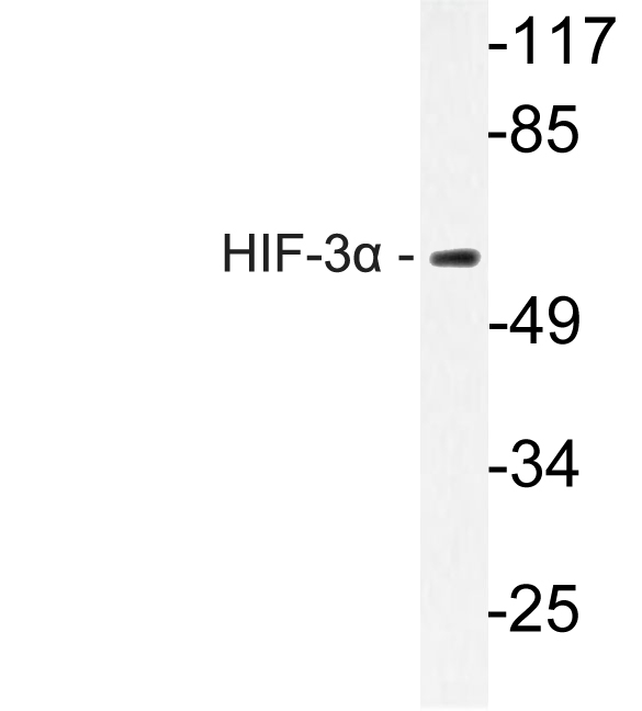 Anti-HIF-3alpha Antibody