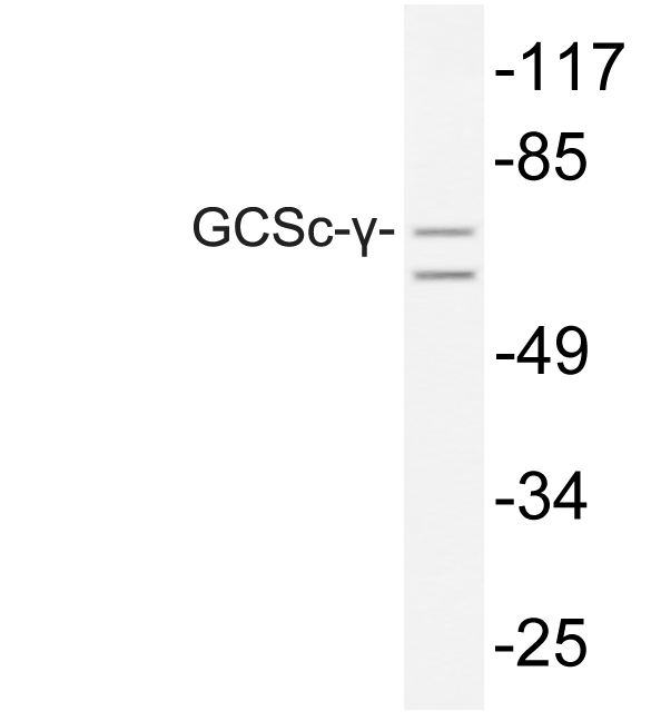 Anti-GCSc-gamma Antibody