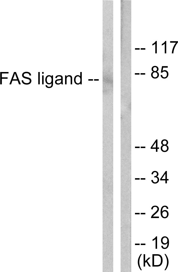 Anti-FAS ligand Antibody